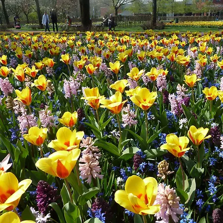 Nicolette 4* Катвейк-ан-Зе